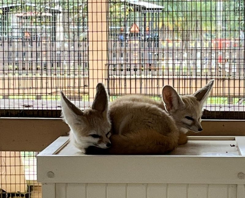 Fennec Foxes: The Tiny Stars of the Farm