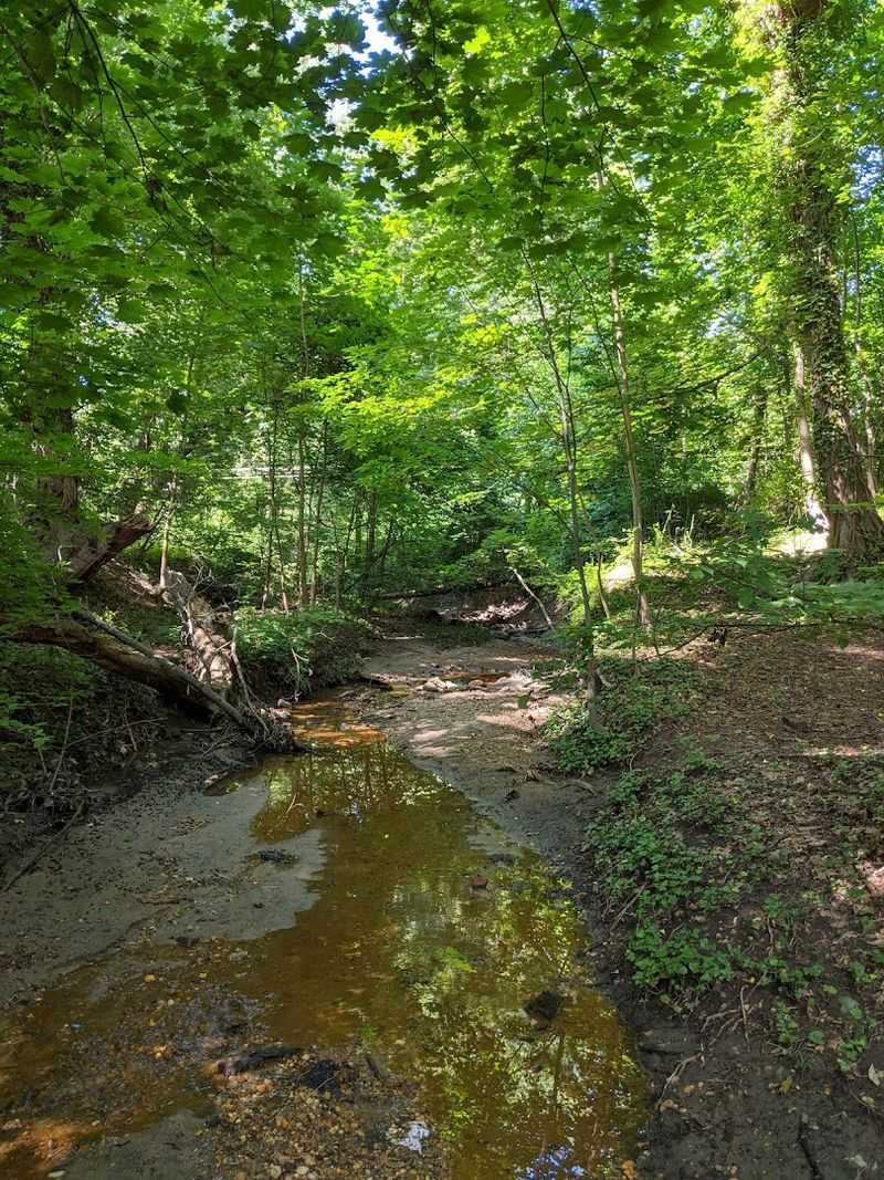 The Ravine, the Creek, and What Might Still Be There
