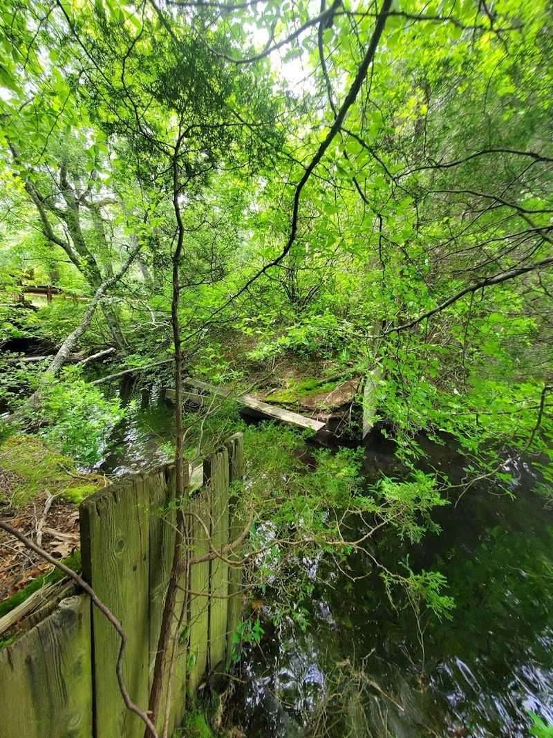 Hiking Trails Through Untouched Forest