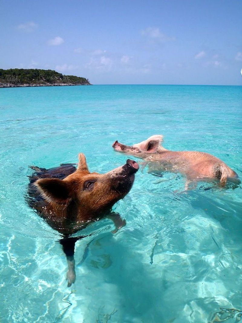 Pig Beach (Exuma, Bahamas)