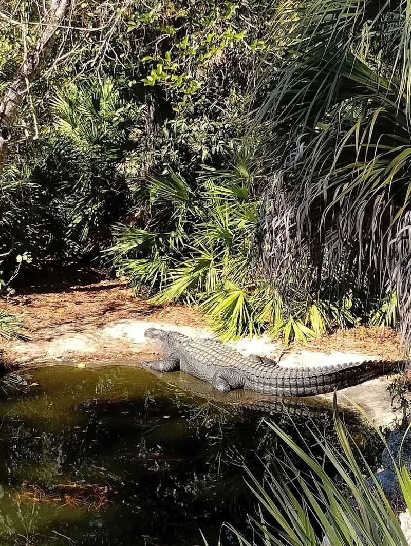 Live Animal Presentations: Snakes, Gators, and Up-Close Encounters