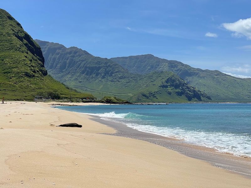 Hawaiian Monk Seals: Unexpected Beach Residents