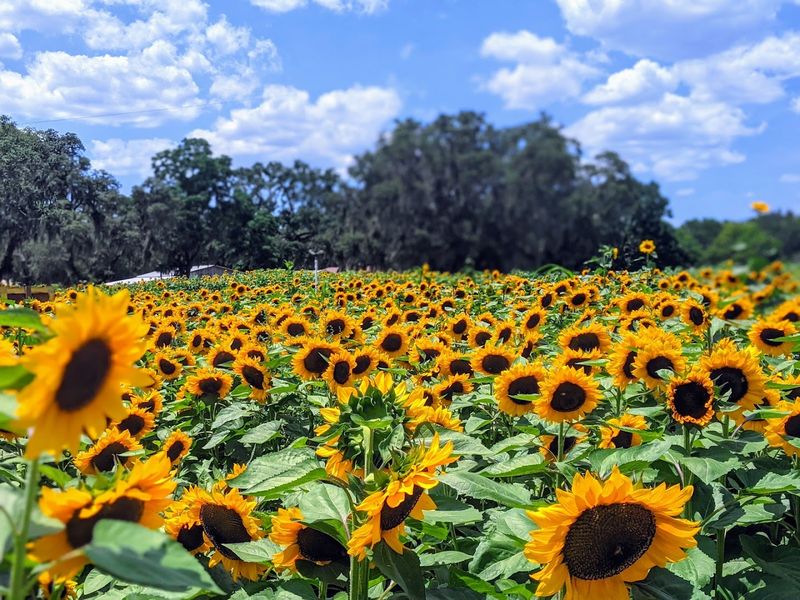 The Sunflower Festival That Blooms Every Spring