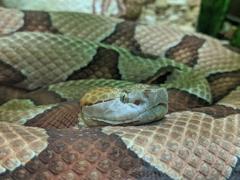 The Venom and Medicine Connection: Why This Place Matters