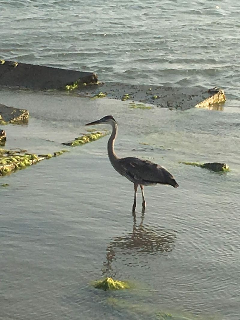 The Wildlife That Will Absolutely Stop You in Your Tracks