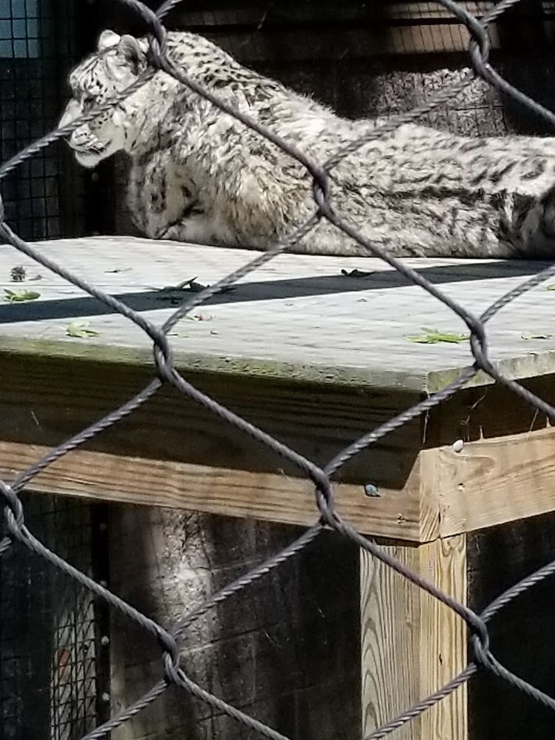Snow Leopard and the Wild Side of the Trail