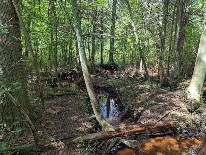 Hiking the Trails: Over Three Miles of Pinelands Wilderness