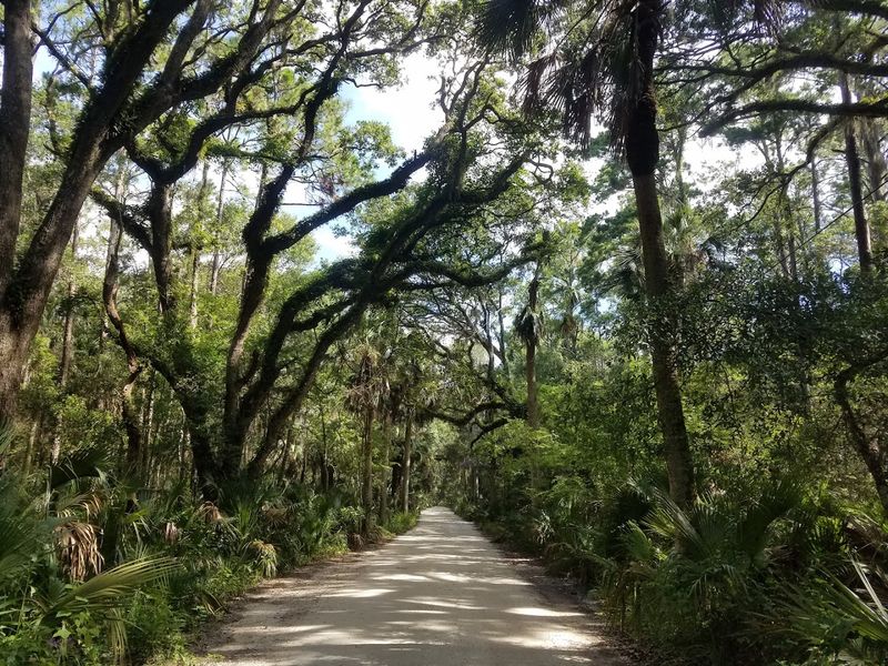 Live Oak Canopy Trails and the Magic of Old-Growth Trees