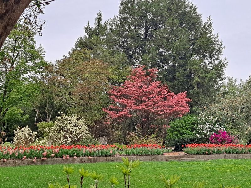 Spring Bloom Season: When Color Takes Over Everything