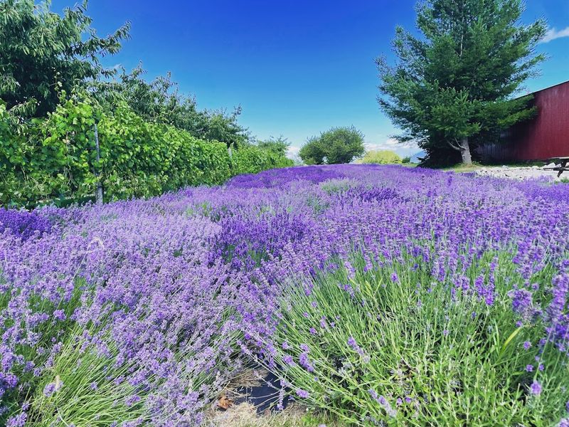 Purple Rows With Peninsula Views In Every Direction