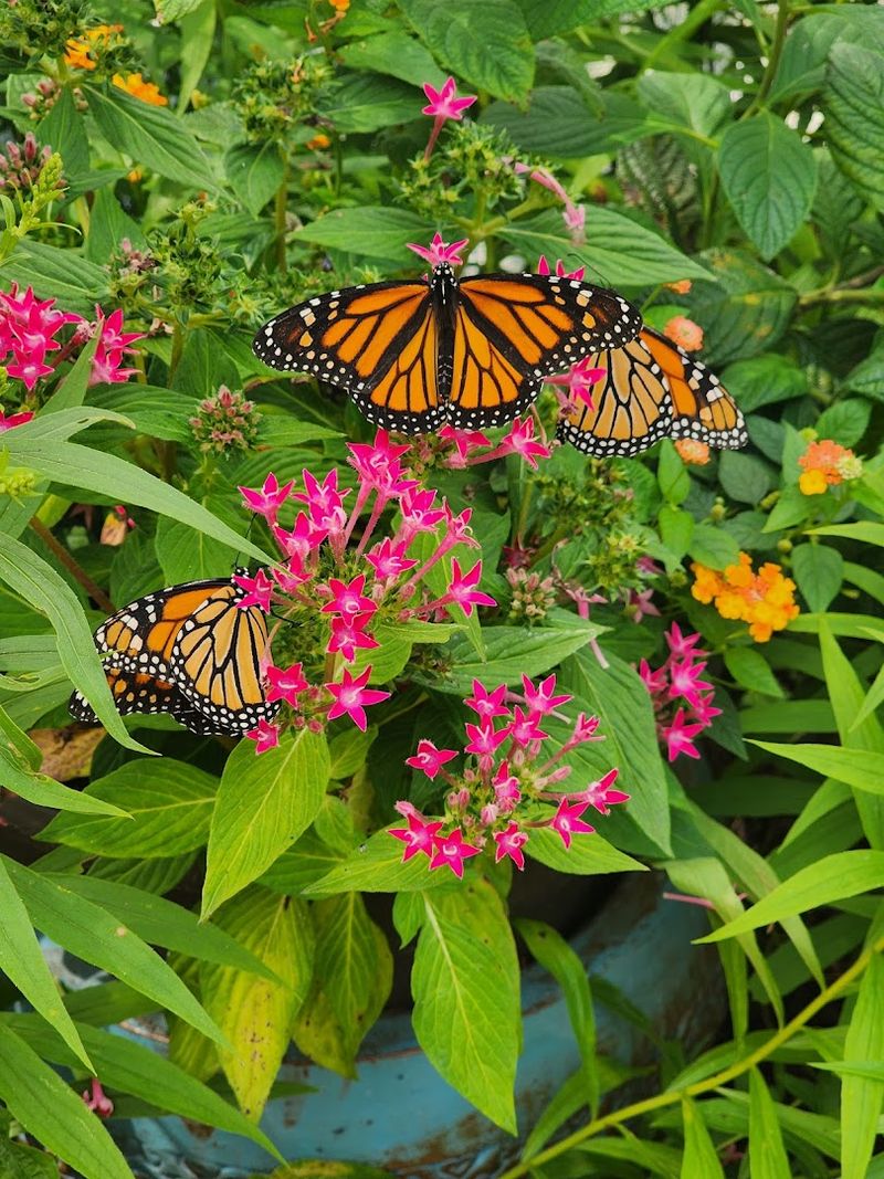 The Butterfly Garden and Nature Exhibit That Kids Love