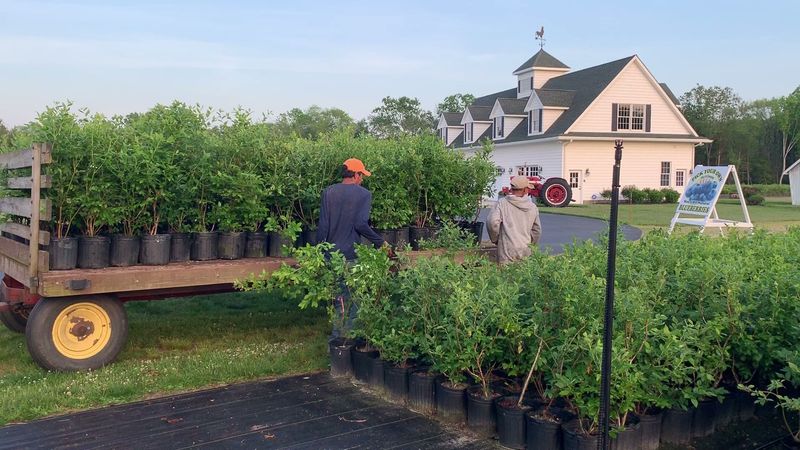 Community Pride and the Blueberry Identity