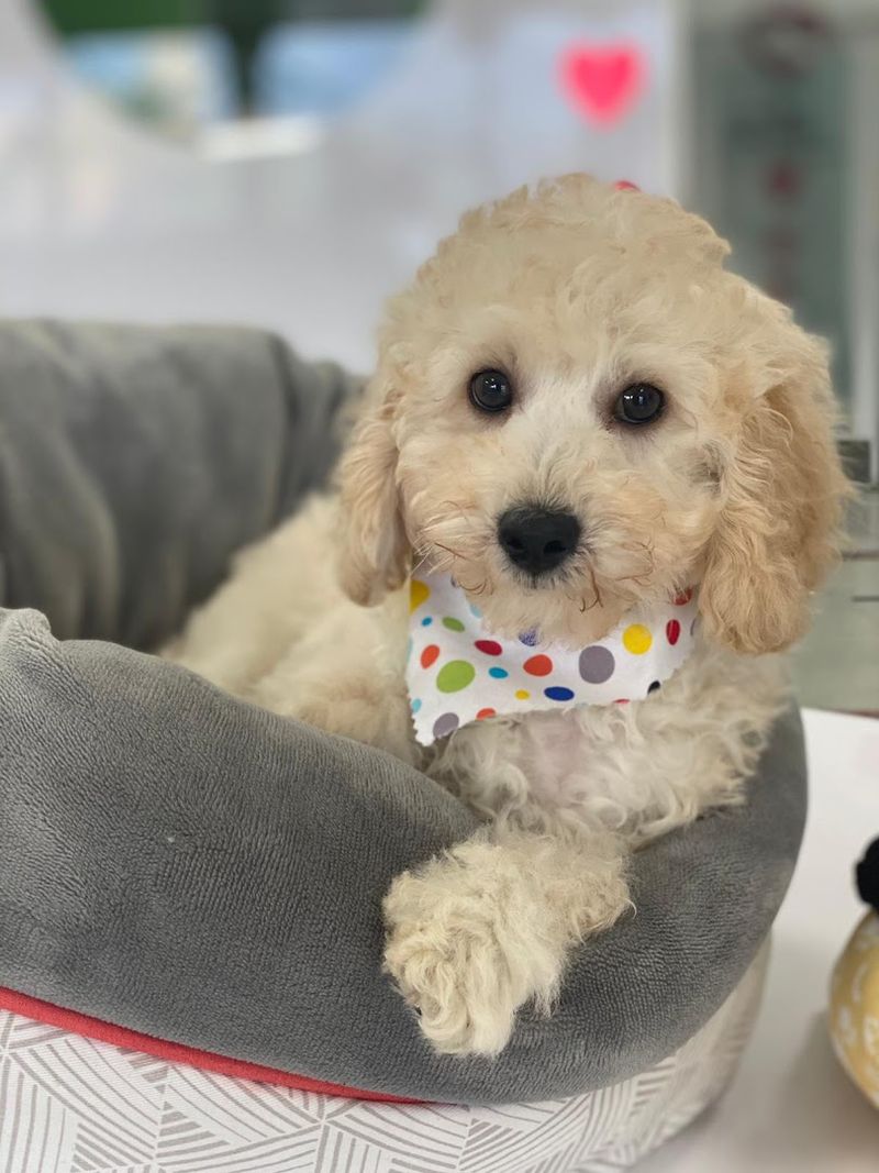 A Great Spot for First-Time Dog Owners