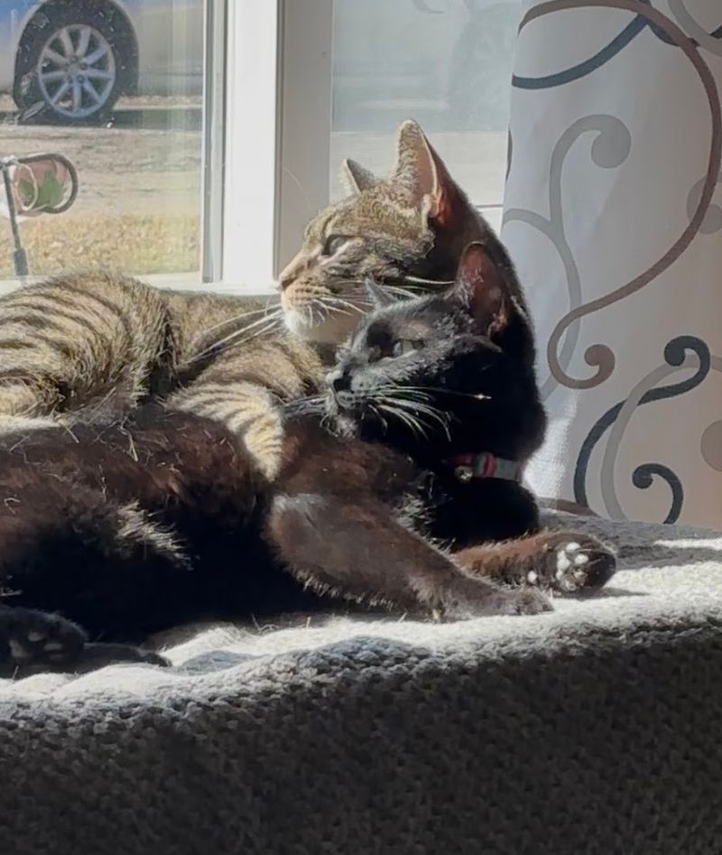 Seventeen to Twenty-Five Tiny Celebrities