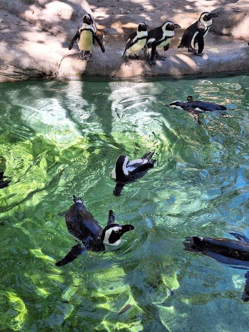 Stingray Touch Tank: Slimy, Smooth, and Surprisingly Calming