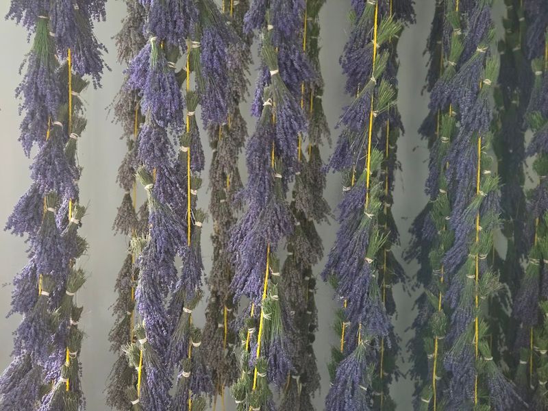 Lavender Products You Can Actually Bring Home
