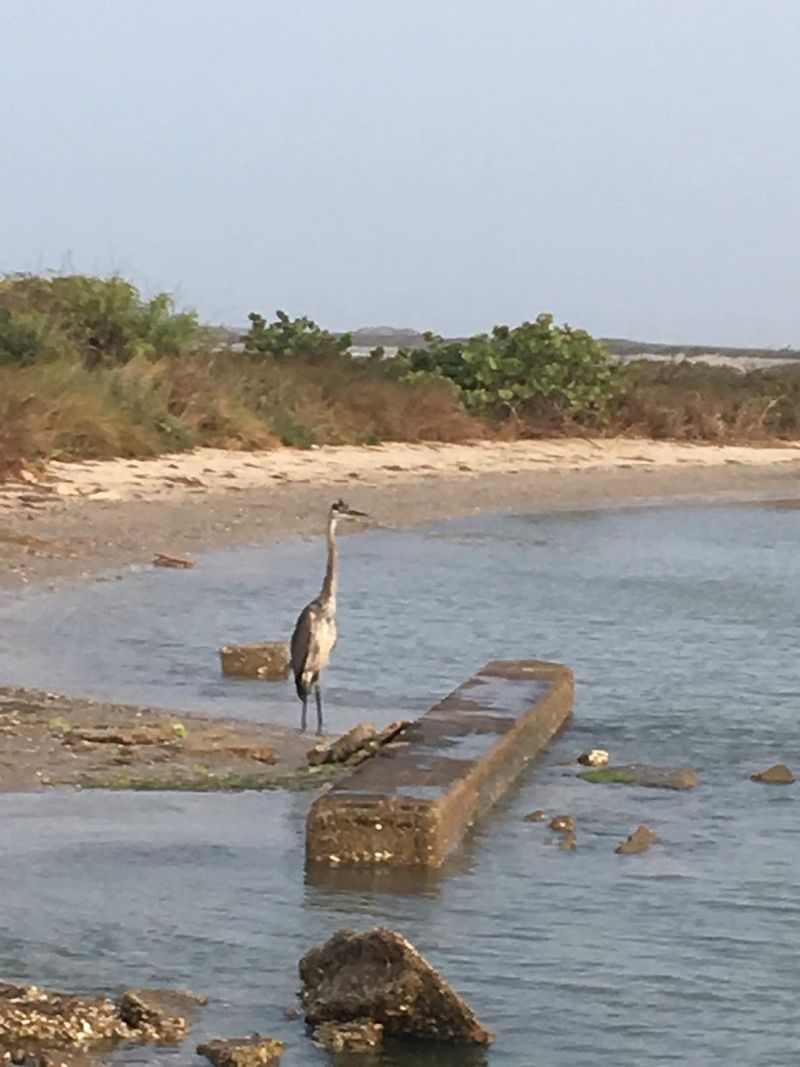 Padre Island National Seashore: The Perfect Companion Destination