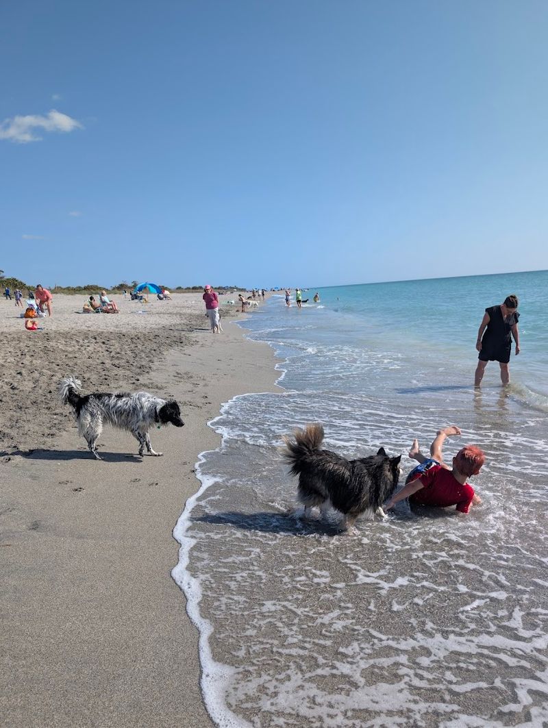 Brohard Paw Park: Where Your Dog Gets a Beach Day Too