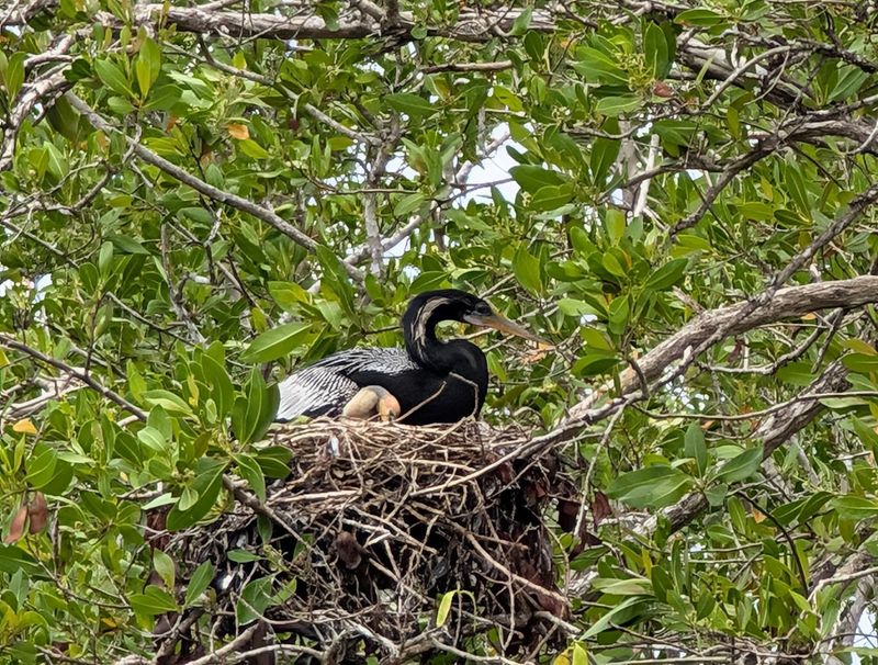 Birds You Might Actually See Here