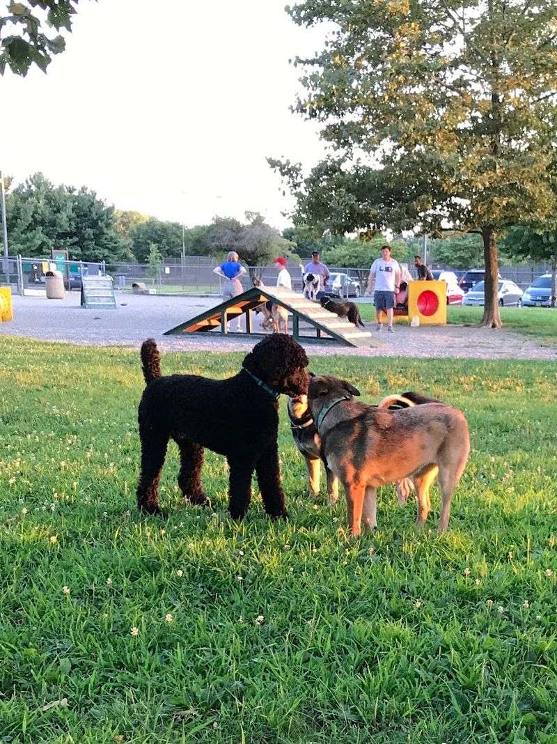 A Dog Park That Makes Four-Legged Guests Feel Welcome