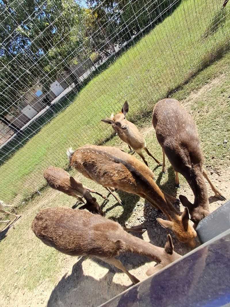 Practical Tips: Feed Buckets, Timing, and What to Expect