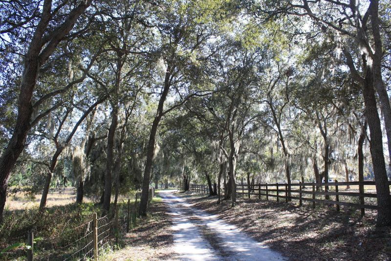 The Welaka State Forest Nearby