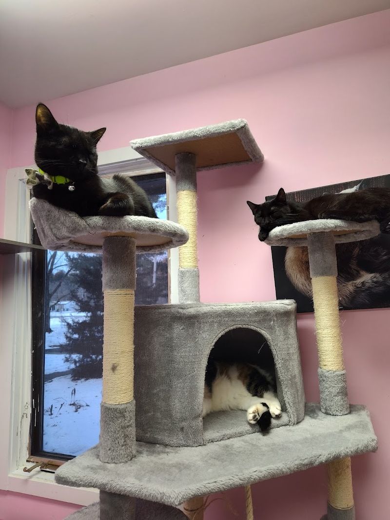 What the Cat Room Actually Looks Like Inside