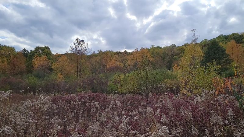 What 324 Plant Species Actually Looks Like on a Walk