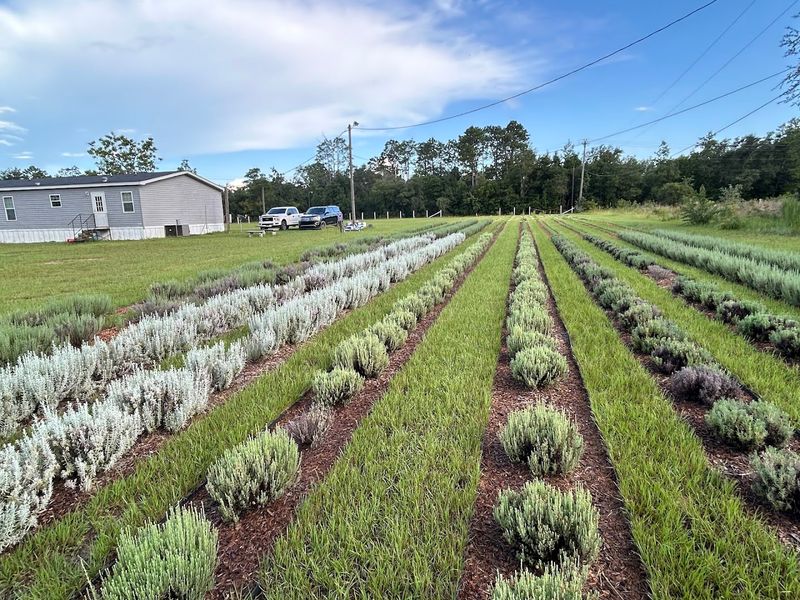 Walking the Lavender Fields