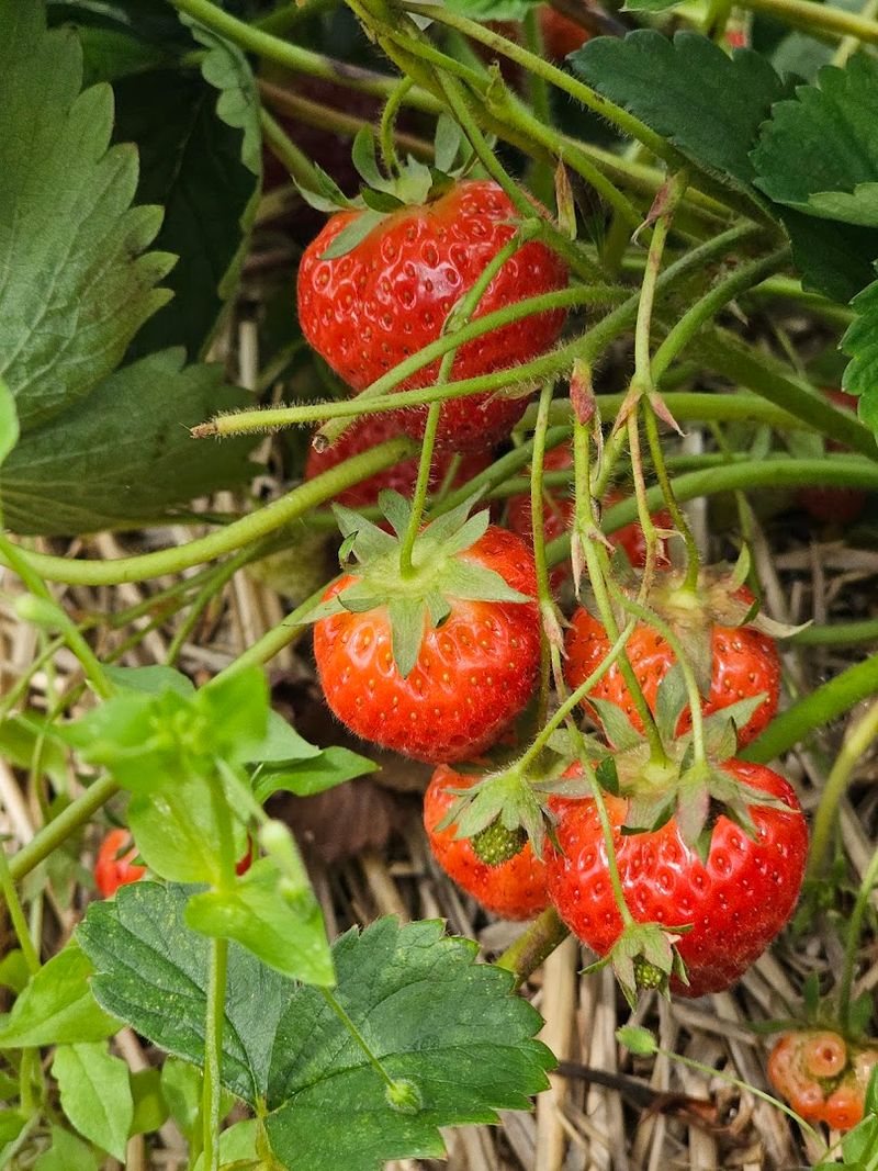 You-Pick Fruit Fields Worth the Drive