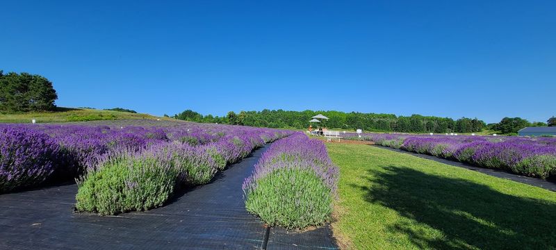 What the Lavender Actually Looks and Smells Like Up Close