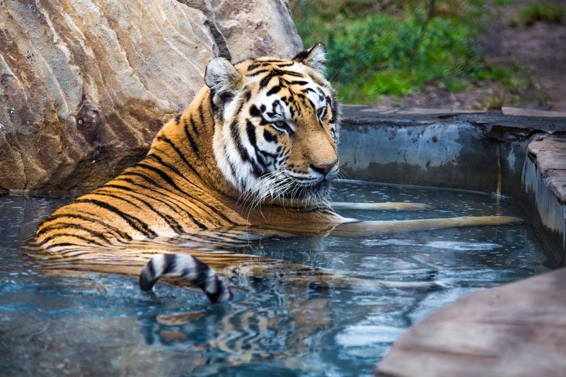 The Residents Who Will Steal Your Attention