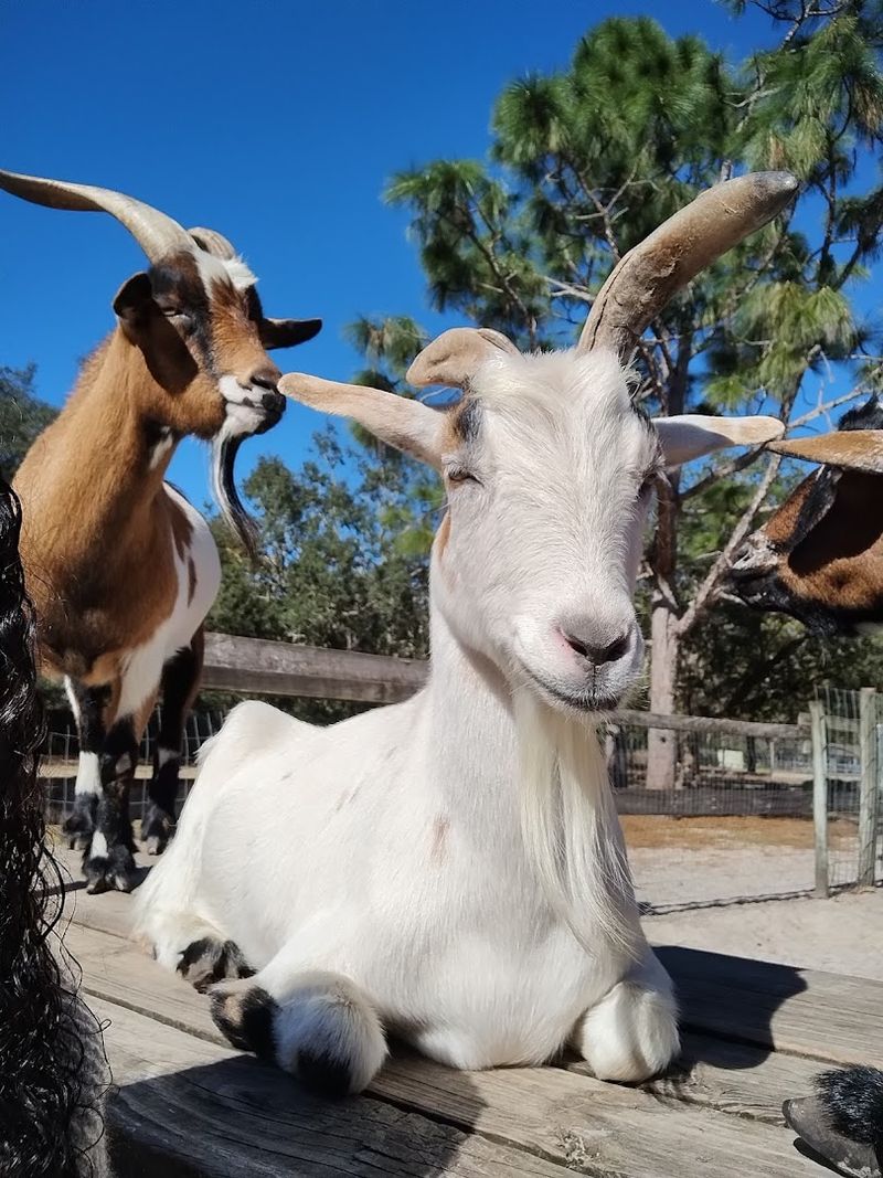 The Animal Lineup That Will Steal Your Heart