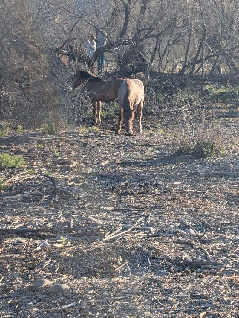 What the Herd Actually Looks Like