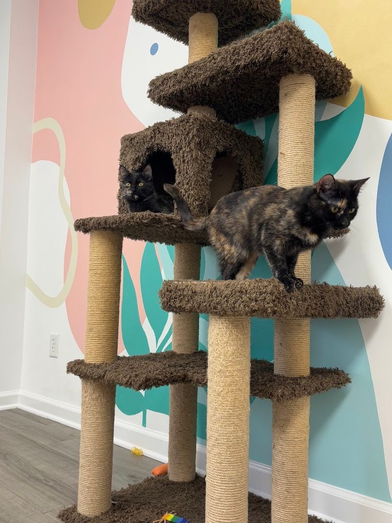 A Place Where Cats Actually Have Room to Breathe