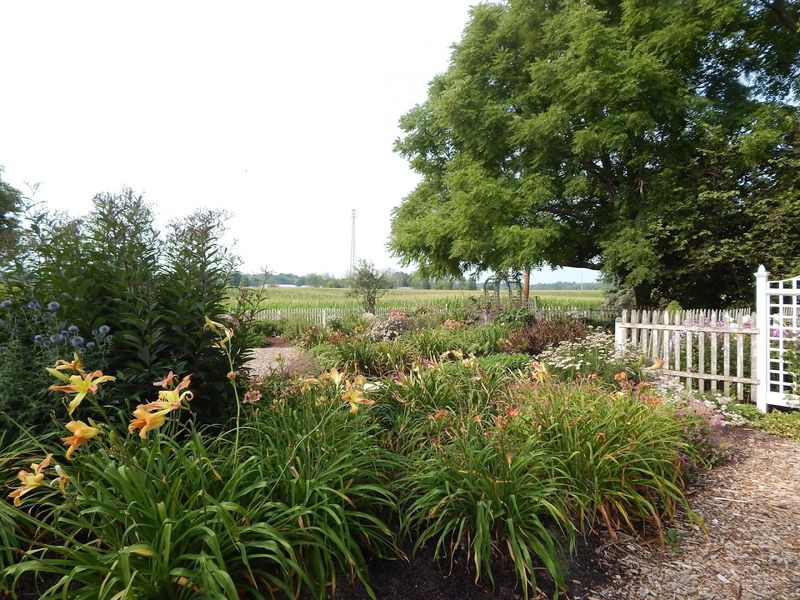 A Sea of Daylilies and Hostas