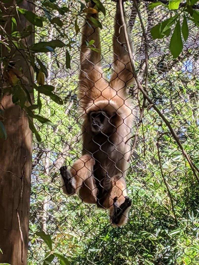 The Gibbons That Steal Every Visit