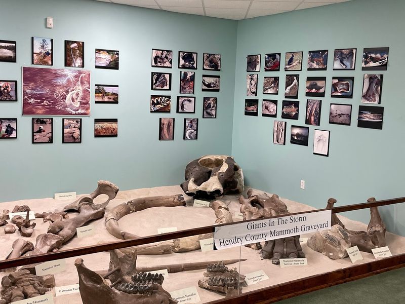 Prehistoric Florida and the Fossils That Prove It
