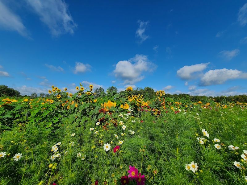 Over 50 Varieties That Make U-Pick Feel Like an Adventure