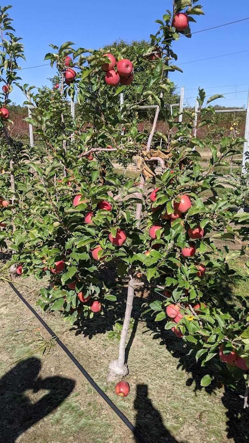 Apple Picking Season: The Crown Jewel of Fall