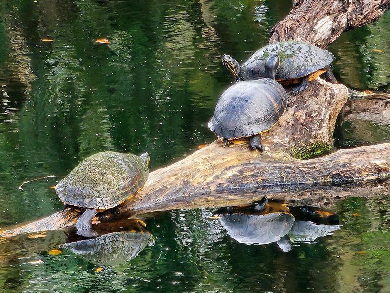 Wildlife Around Every Corner of the Park