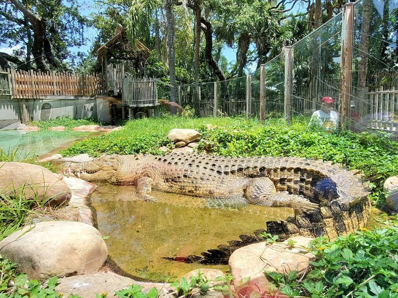 Maximo the Giant Saltwater Crocodile