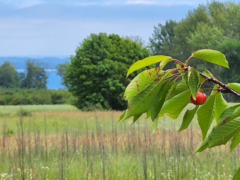 Cherry Picking Adds A Bright Red Plot Twist