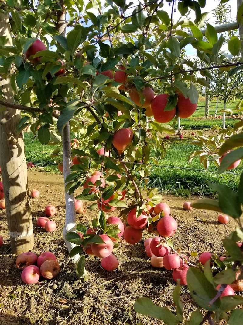 Apple Picking Fields That Actually Deliver