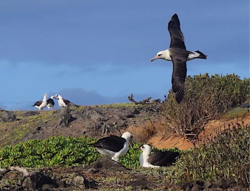 The Laysan Albatross: Stars of the Show