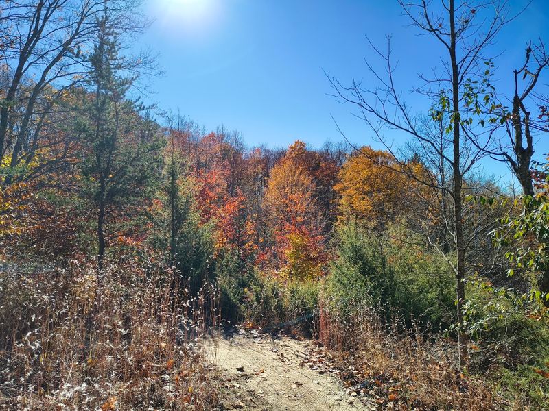 A Forest Built By Ice And Time