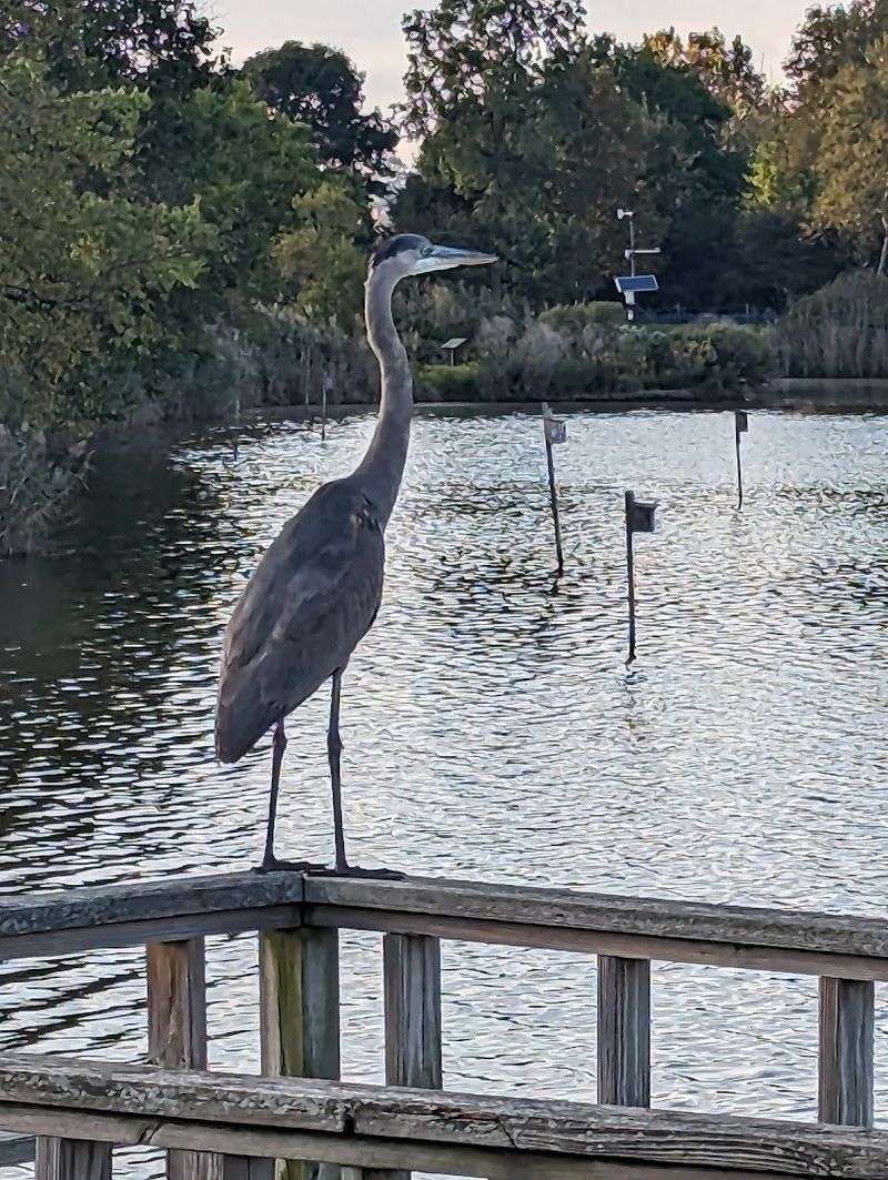 Bird Watching That Punches Well Above Its Weight