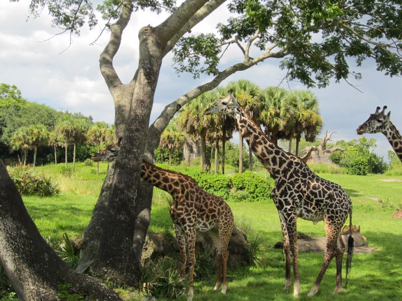 Kilimanjaro Safaris: The Real Wildlife Experience