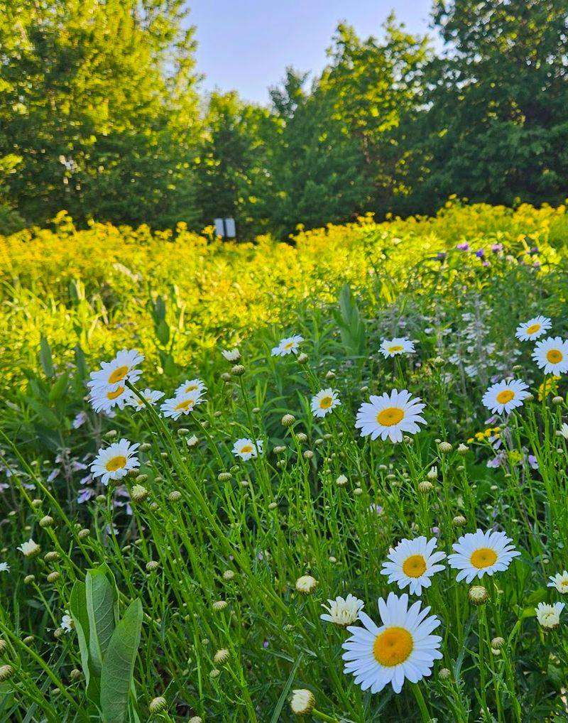 Pollinators That Practically Own the Place