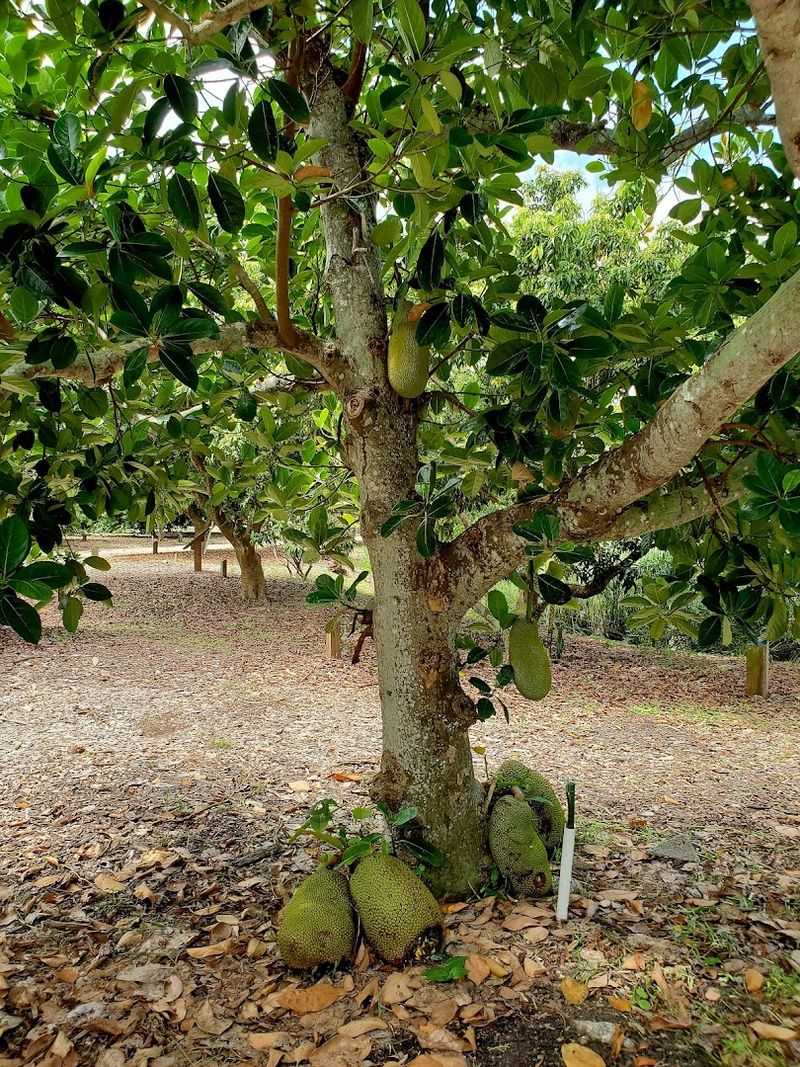 The Fruit Tree Trail That Earns Its Own Visit